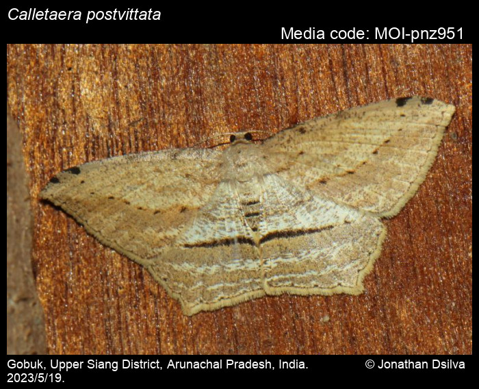Calletaera postvittata (Walker, 1861) Moths